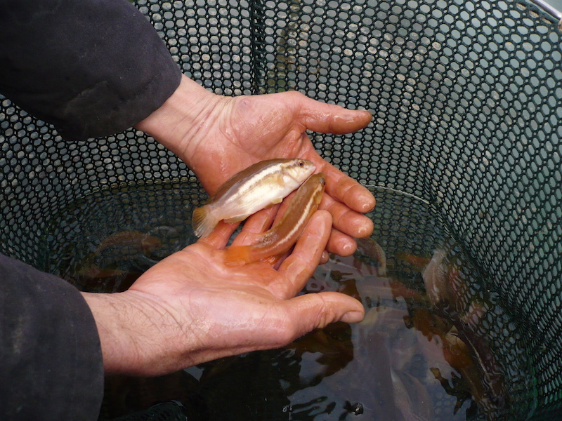 Helping a fish project win a Scotland Food & Drink Award
